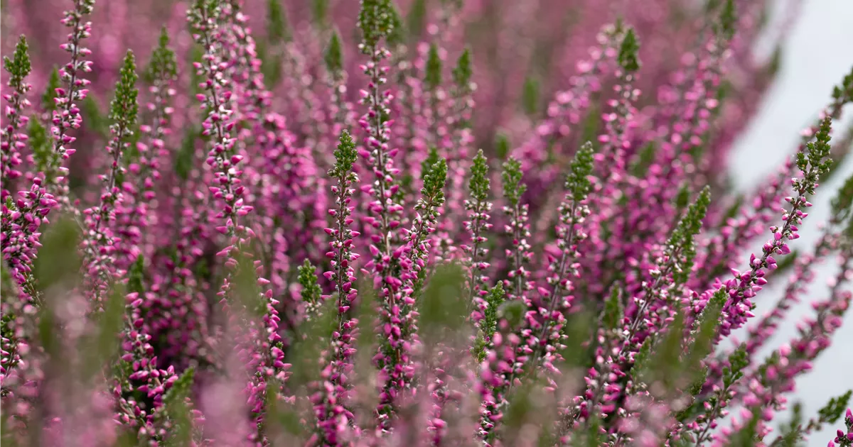 Winterharte Knospenheide Gardengirls Lilli Calluna Vulgaris