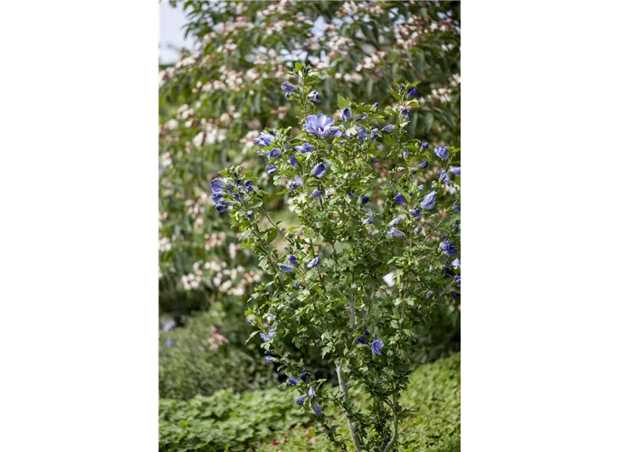 Garteneibisch \'Oiseau Bleu\', Hibiscus syriacus \'Oiseau Bleu
