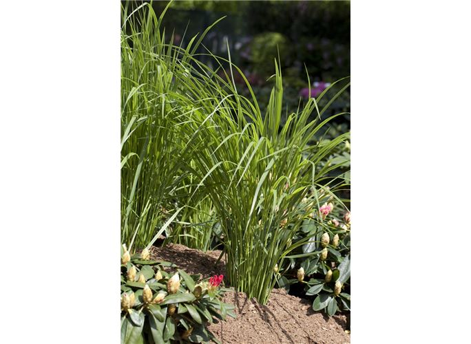 GartenRutenHirse �Northwind�, Panicum virgatum �Northwind�