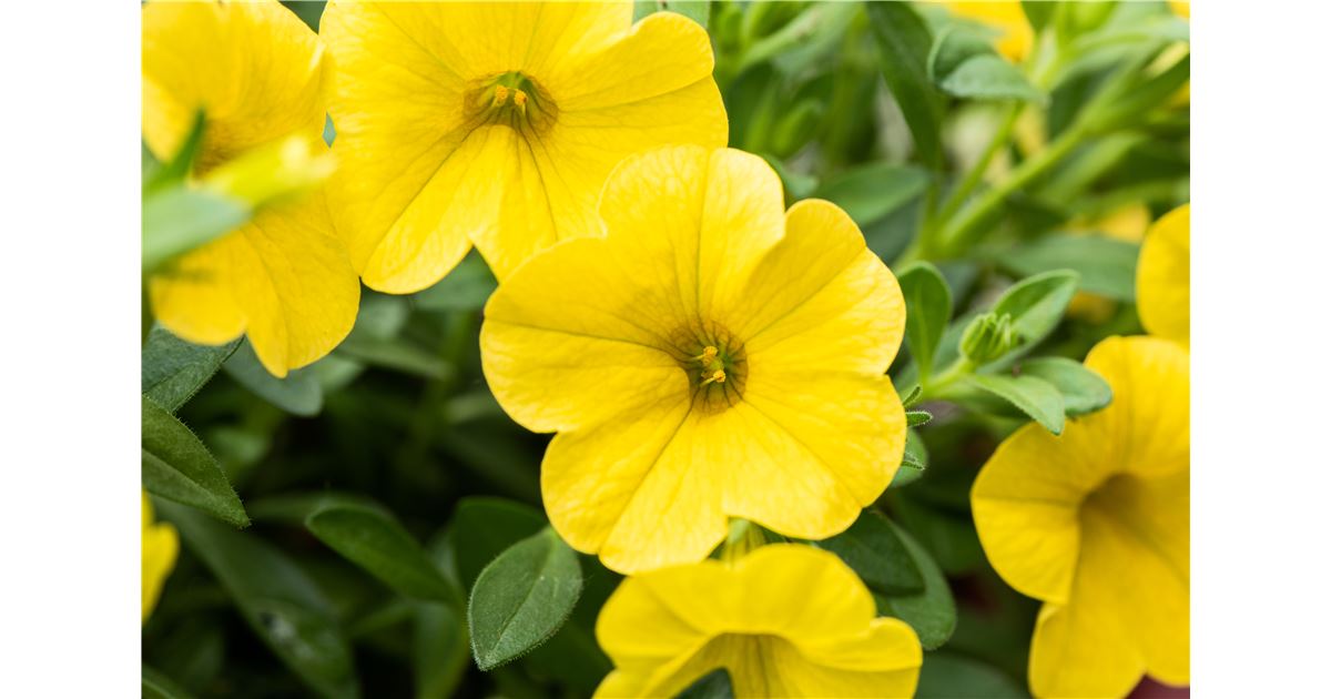 Mauk Gartenwelt in Oberursel Pflanzen Mauk Blumenparadies