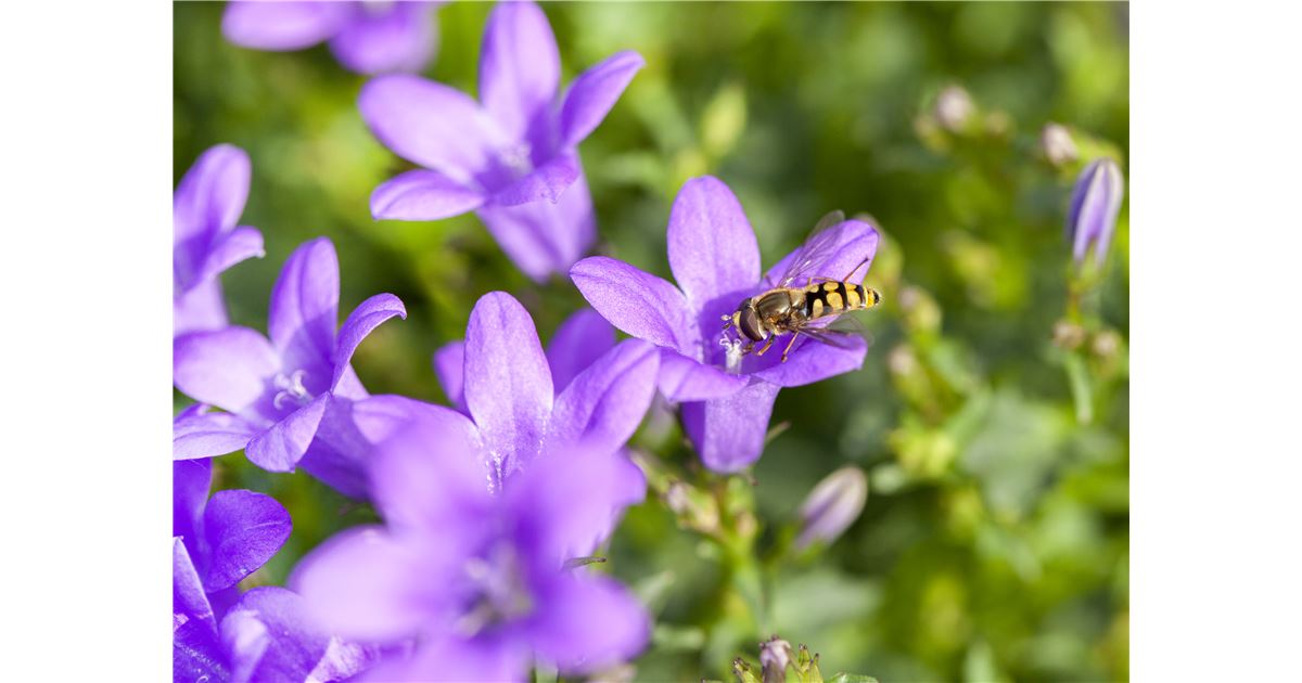 Mauk Gartenwelt in Balingen Mauk Gartenwelt