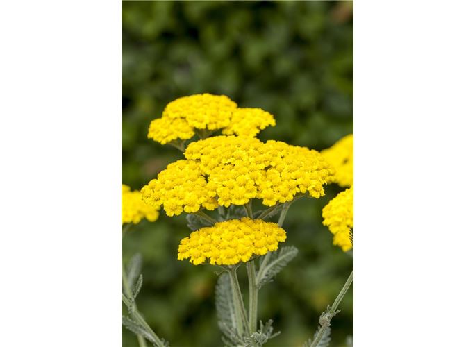 Scharfgabe Little Moonshine Achillea Millefolium Little Moonshine