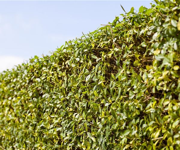 Schlank und hoch Säulenbäume setzen Akzente im Garten