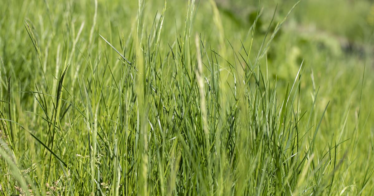 Ob Natur oder Steingarten Gräser werten jeden Garten auf