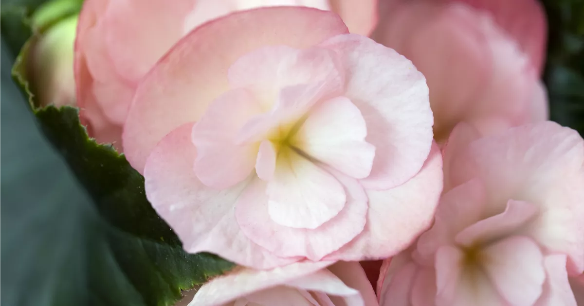 Begonie 'Dragone', Begonia elatior 'Dragone'