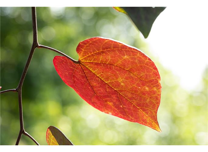 Kanadischer Judasbaum �Ruby Falls�, Cercis canadensis