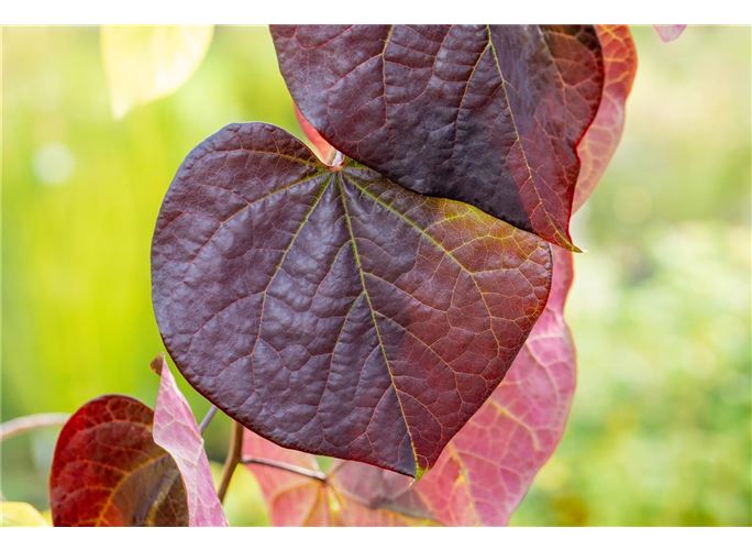 Kanadischer Judasbaum �Ruby Falls�, Cercis canadensis