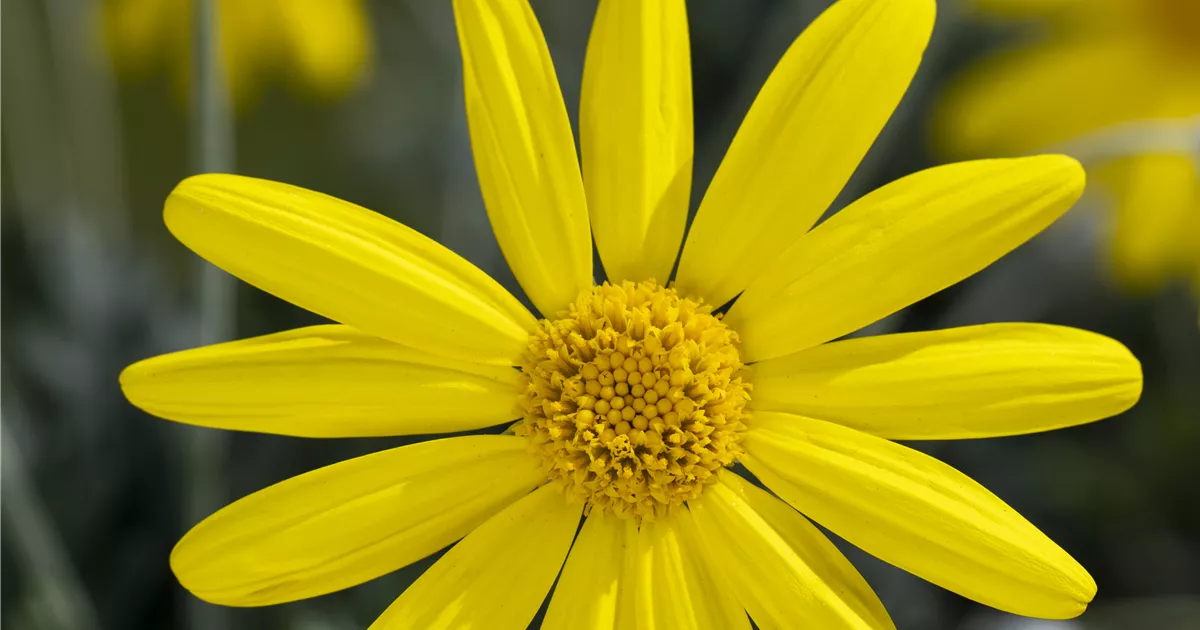 Gelbe Strauchmargerite 'Sonnenschein', Euryops Chrysanthemoides ...