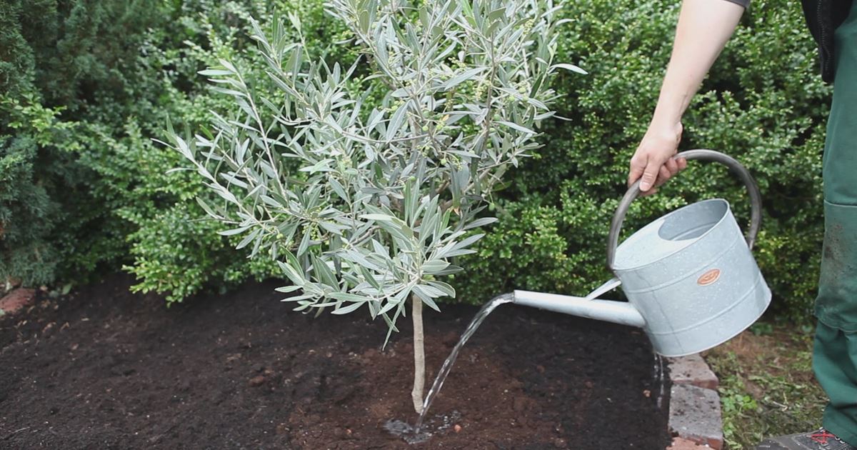 Olivenbaum Einpflanzen im Garten Mauk Gartenwelt