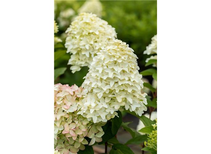 Rispenhortensie �Magical Candle�®, Hydrangea paniculata