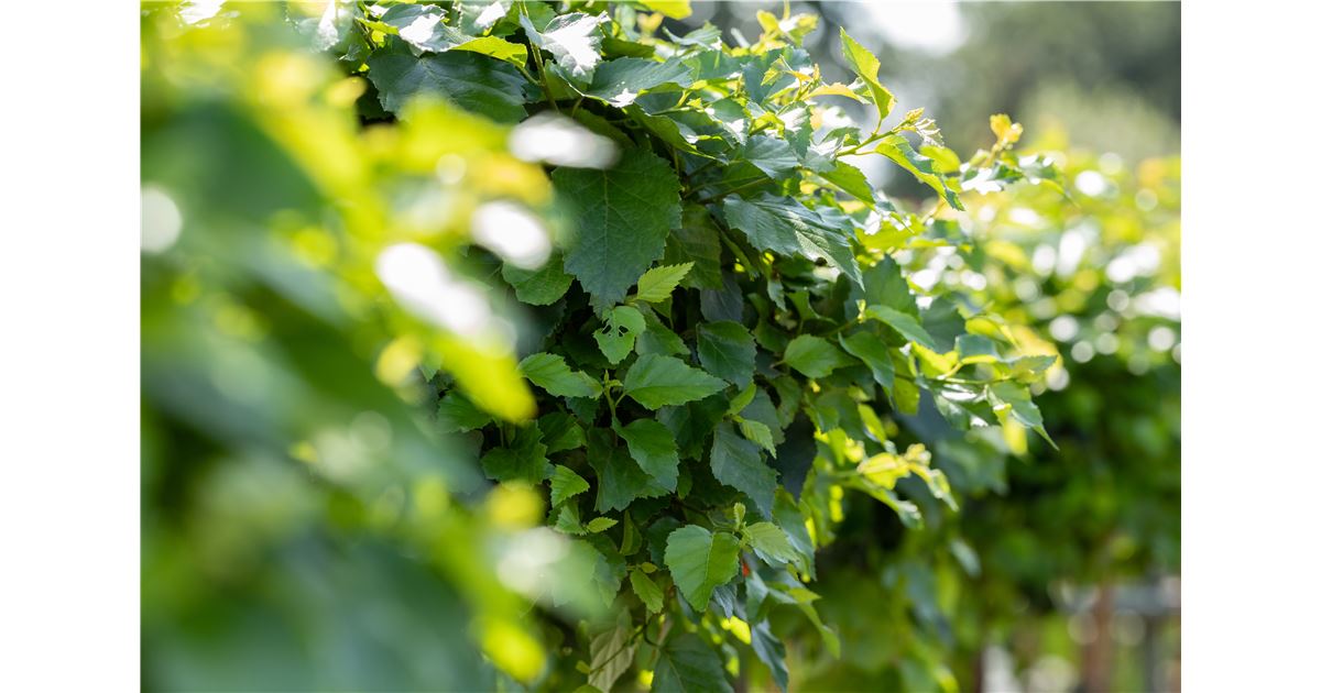 Balingen Mauk Gartenwelt