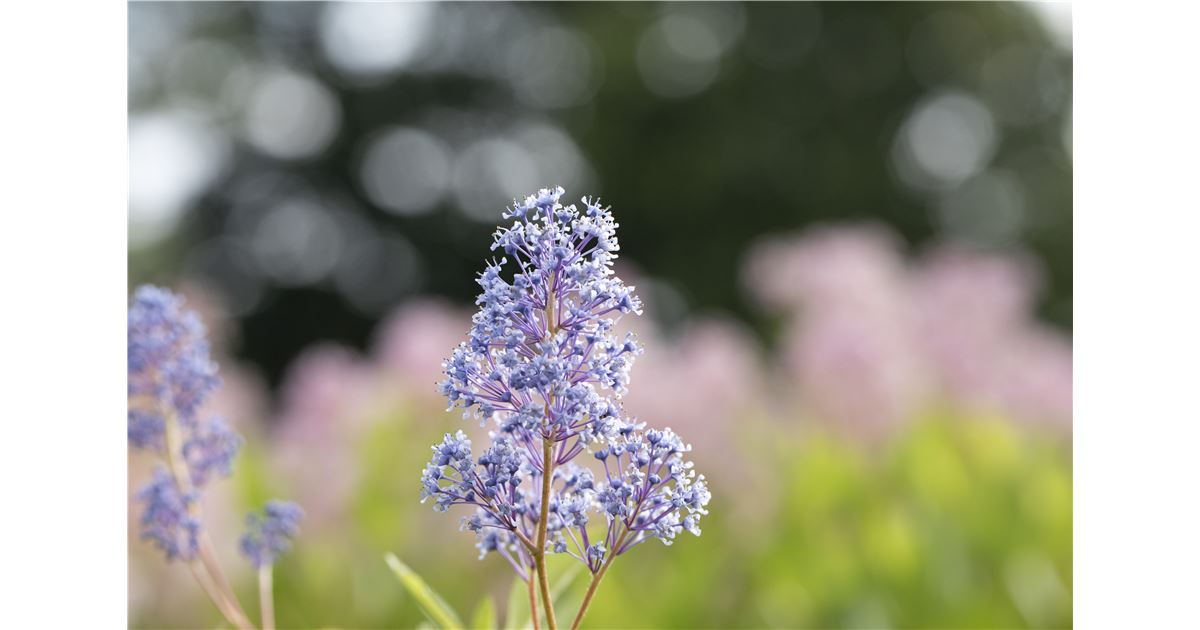 Stellenangebote Balingen Mauk Gartenwelt