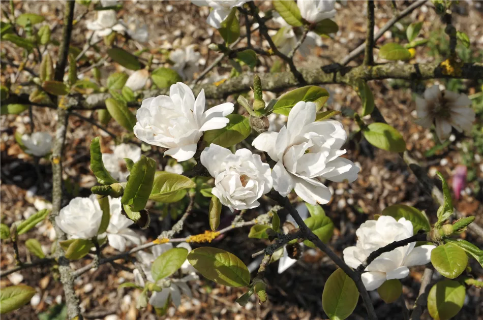 Magnolie 'White Rose', Magnolia x loebneri 'White Rose'