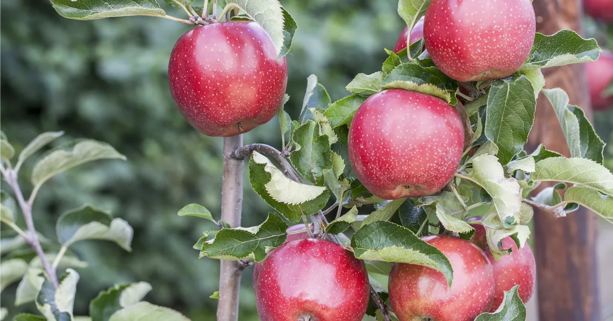 apfel-red-prince-malus-domestica-red-prince