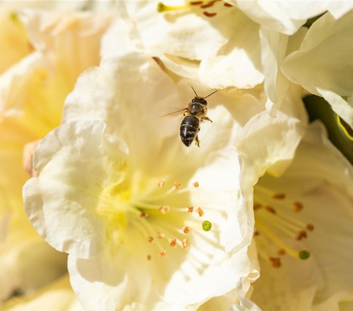 Geschichte Mauk Gartenwelt