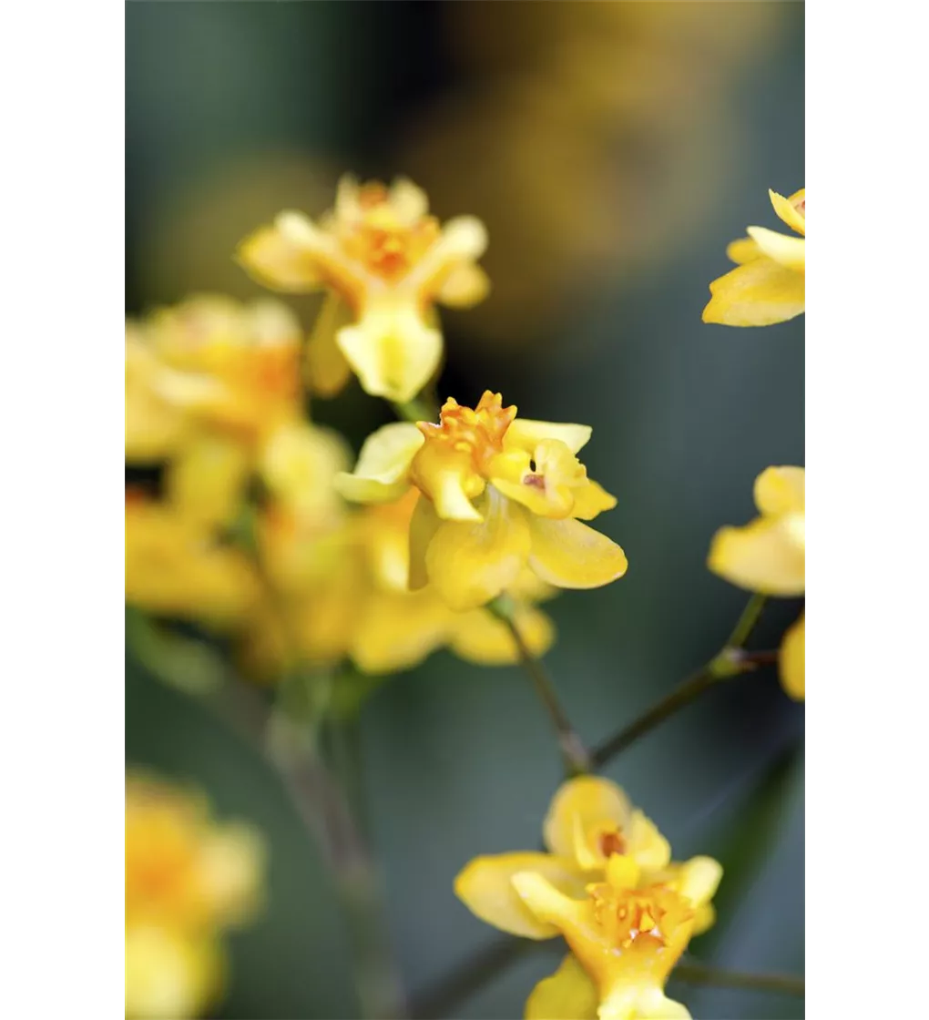 Brilliants\' Oncidium-Orchidee, Oncidium \'Little