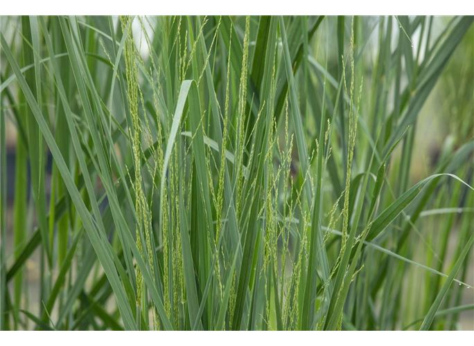 GartenRutenHirse �Northwind�, Panicum virgatum �Northwind�