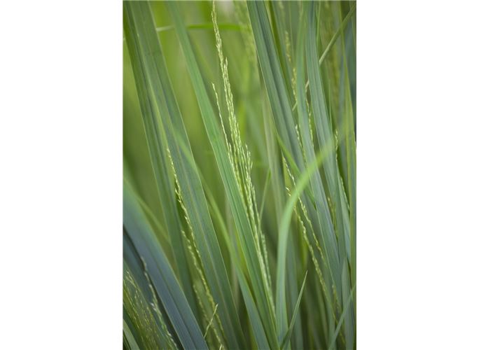 GartenRutenHirse �Northwind�, Panicum virgatum �Northwind�