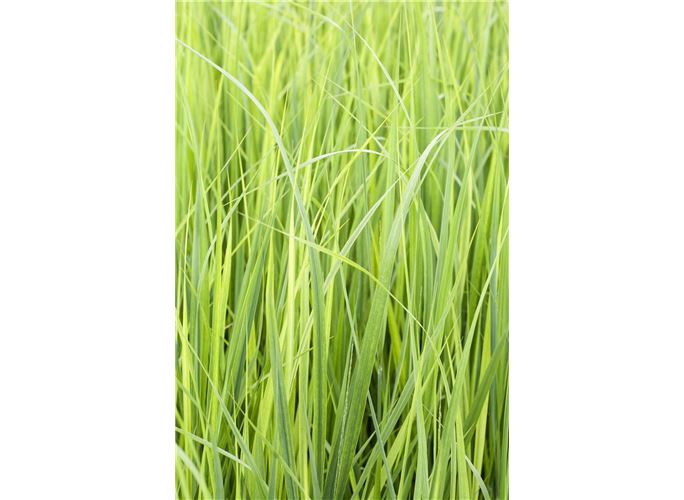 GartenRutenHirse �Northwind�, Panicum virgatum �Northwind�