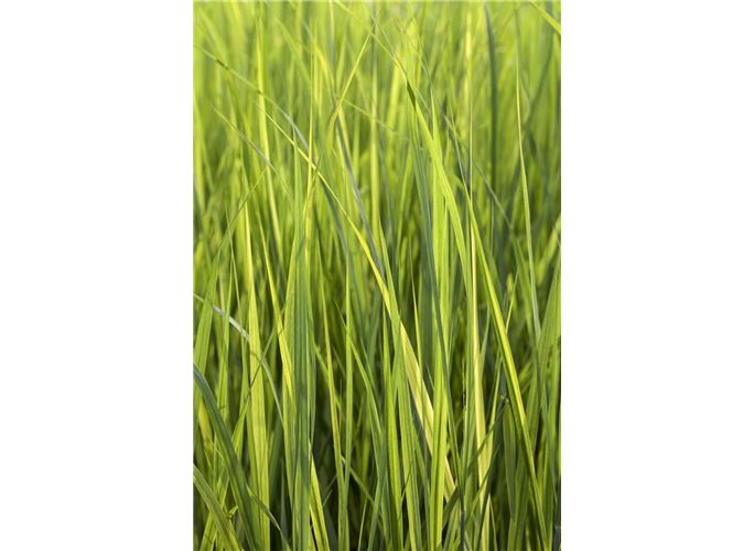 GartenRutenHirse �Northwind�, Panicum virgatum �Northwind�