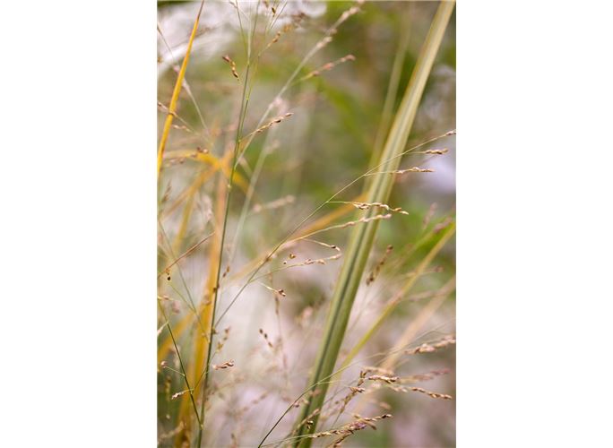 GartenRutenHirse �Northwind�, Panicum virgatum �Northwind�