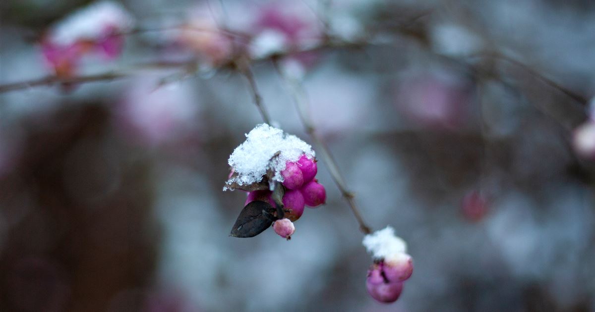 Die Eisköniginnen Winterharte Pflanzen im Garten und