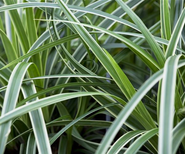 Ob Natur oder Steingarten Gräser werten jeden Garten auf