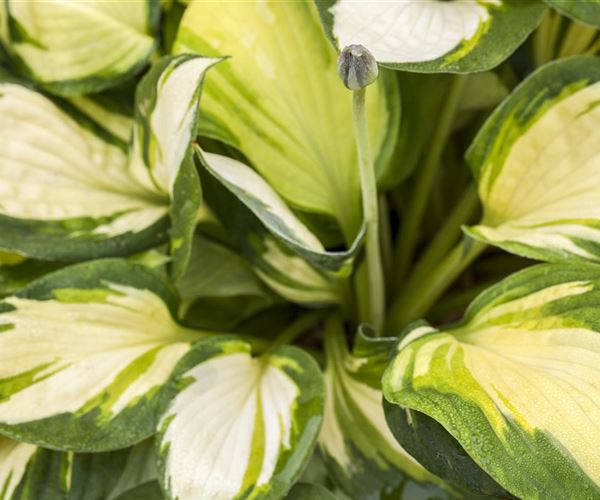 Die Eisköniginnen Winterharte Pflanzen im Garten und