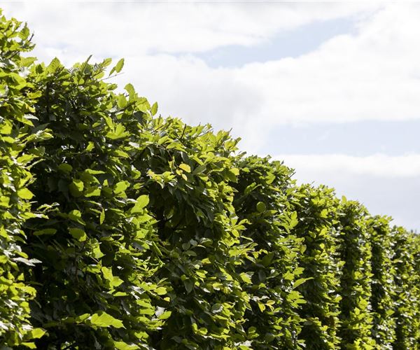 Schlank und hoch Säulenbäume setzen Akzente im Garten