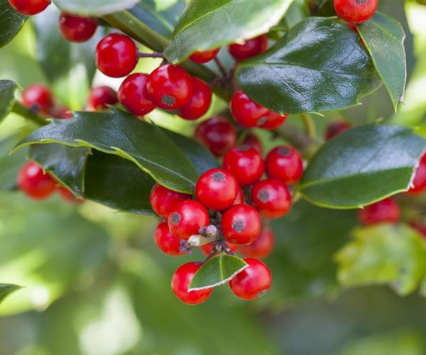 Schlank und hoch Säulenbäume setzen Akzente im Garten