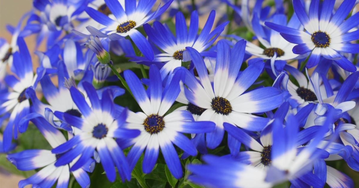 Aschenblumen Einpflanzen im Garten Mauk Gartenwelt