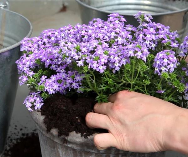 Alles über Balkonpflanzen Blütenpracht auch ohne Garten