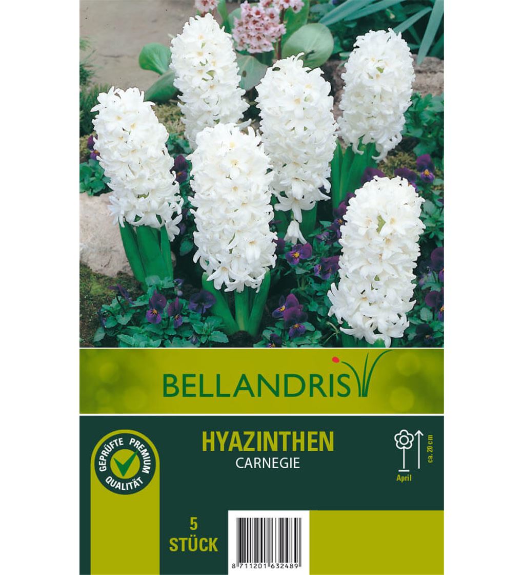 Blumenzwiebeln Hyazinthen Carnegie 5 Stuck Weiss Mauk Gartenwelt