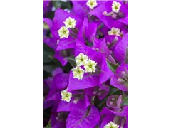 Bougainvillea glabra 'Sanderiana' - Bougainvillee 'Sanderiana' Bougainvillea glabra 'Sanderiana' - Bougainvillee 'Sanderiana'