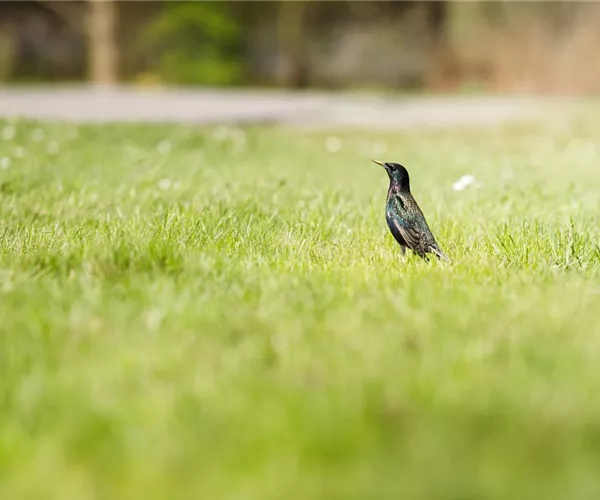 - Von der Schule in den Garten – wo Rollrasen herkommt  - Von der Schule in den Garten – wo Rollrasen herkommt