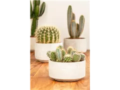 Cactus - Kakteen Cactus - Kakteen