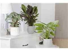Calathea - Korbmarante Calathea - Korbmarante