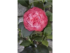 Camellia japonica - Japanische Kamelie Camellia japonica - Japanische Kamelie