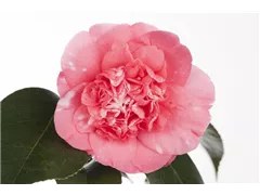 Camellia japonica 'Ballet Queen' - Kamelie 'Ballet Queen' Camellia japonica 'Ballet Queen' - Kamelie 'Ballet Queen'