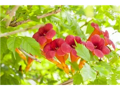 Campsis radicans - Rote Kletter-Trompetenblume Campsis radicans - Rote Kletter-Trompetenblume