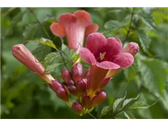 Campsis radicans 'Stromboli'® - Trompetenblume 'Stromboli'® Campsis radicans 'Stromboli'® - Trompetenblume 'Stromboli'®