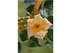 Campsis radicans 'Golden Trumpet' - Trompetenblume 'Golden Trumpet' Campsis radicans 'Golden Trumpet' - Trompetenblume 'Golden Trumpet'