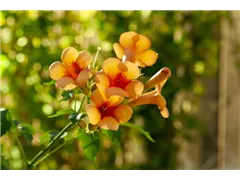Campsis radicans 'Indian Summer'® - Tromepetenblume 'Indian Summer'® Campsis radicans 'Indian Summer'® - Tromepetenblume 'Indian Summer'®