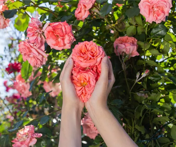 - Die Rose – die Königin der Pflanzen für Balkon und Terrasse  - Die Rose – die Königin der Pflanzen für Balkon und Terrasse