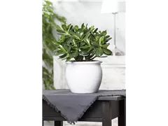 Crassula ovata 'Magical Tree' - Geldbaum 'Magical Tree' Crassula ovata 'Magical Tree' - Geldbaum 'Magical Tree'