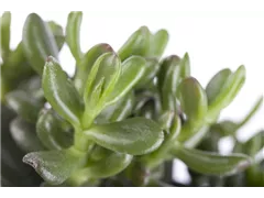 Crassula ovata 'Gollum' - Geldbaum 'Gollum' Crassula ovata 'Gollum' - Geldbaum 'Gollum'