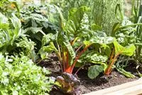 - Frisches und leckeres Gemüse aus dem eigenen Garten  - Frisches und leckeres Gemüse aus dem eigenen Garten