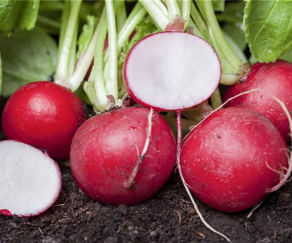 - Gemüse für ungeduldige Gärtner: Sprinter im Gemüsebeet  - Gemüse für ungeduldige Gärtner: Sprinter im Gemüsebeet