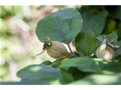 Cydonia oblonga 'Konstantinopeler Apfelquitte' - Quitte 'Konstantinopeler Apfelquitte' Cydonia oblonga 'Konstantinopeler Apfelquitte' - Quitte 'Konstantinopeler Apfelquitte'
