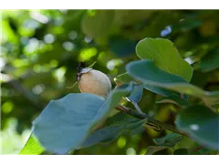 Cydonia oblonga 'Champion' - Quitte 'Champion' Cydonia oblonga 'Champion' - Quitte 'Champion'